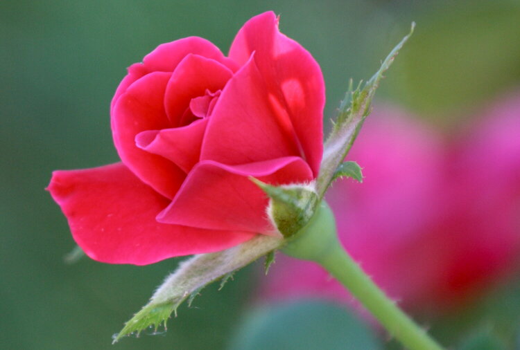 Perfect Rosebud