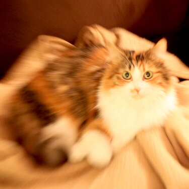 Blurry furry cat