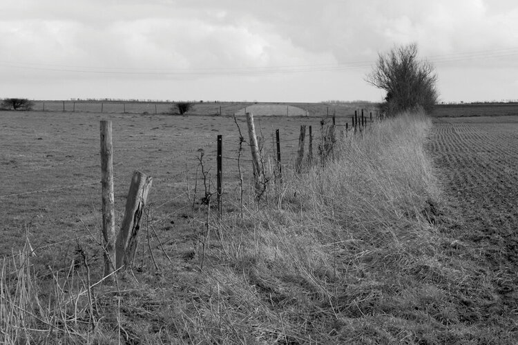 Field fence