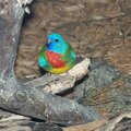 Multi-colored Bird