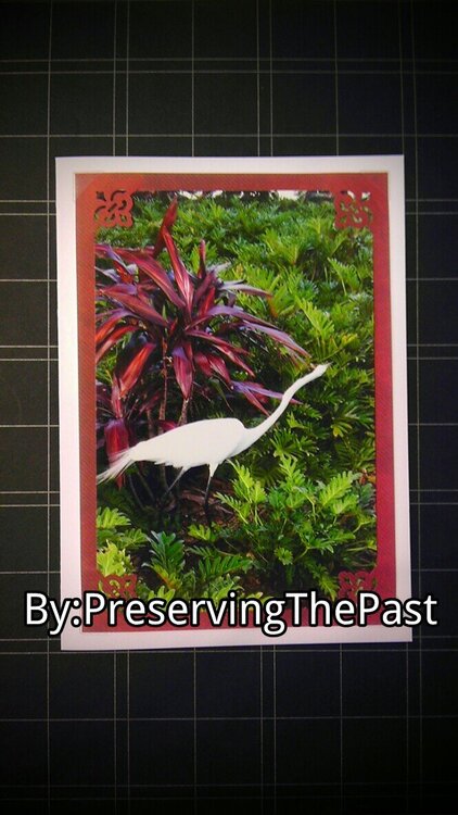 Photo Card -- White Bird