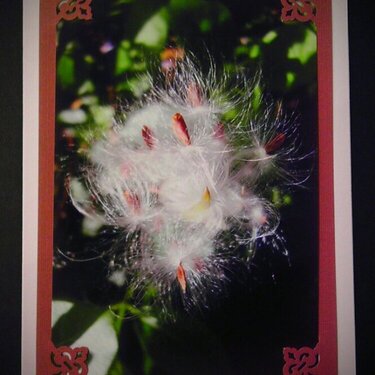 Photo Card -- Milkweed Seed Pod