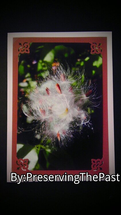 Photo Card -- Milkweed Seed Pod