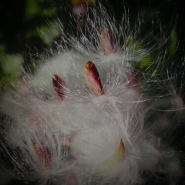Close up --Milkweed Seed Pod