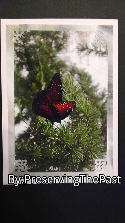 Photo Card -- Butterfly