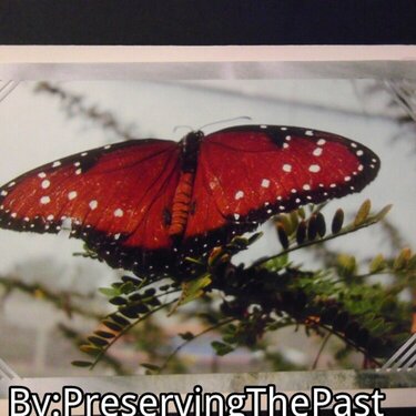Photo Card --Butterfly