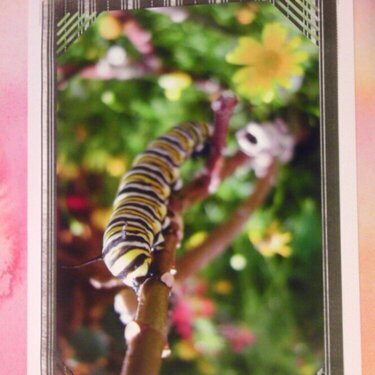 Photo Card -- Caterpillar