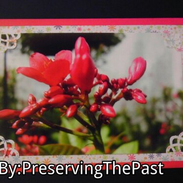 Photo Card -- Red Flower