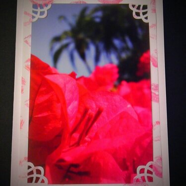 Photo Card --Bougainvillea