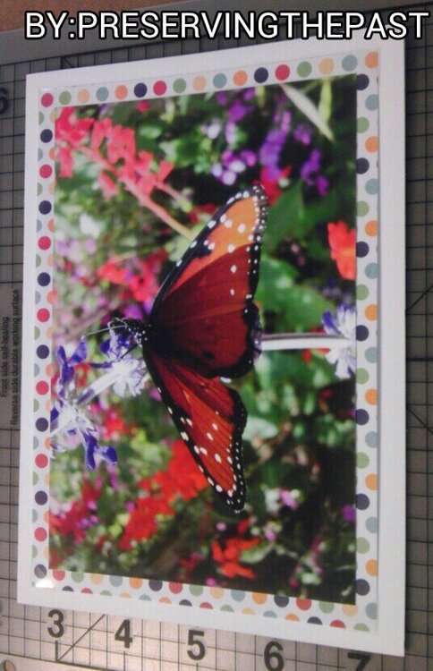Butterfly Photo Card