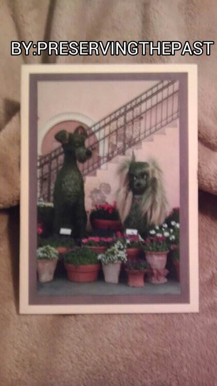 Lady and Tramp Photo Card