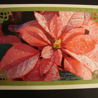 Christmas Photo Card--Poinsettia covered in dew