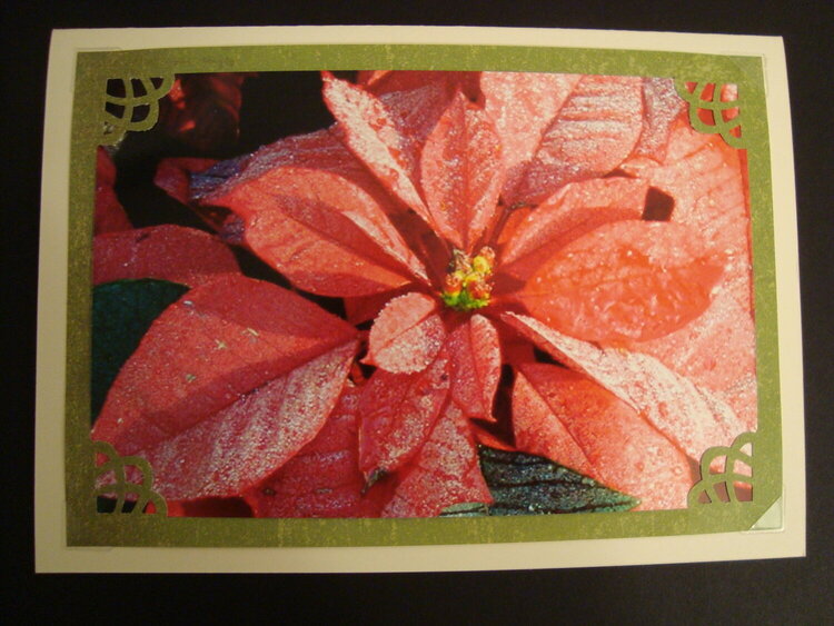 Christmas Photo Card--Poinsettia covered in dew