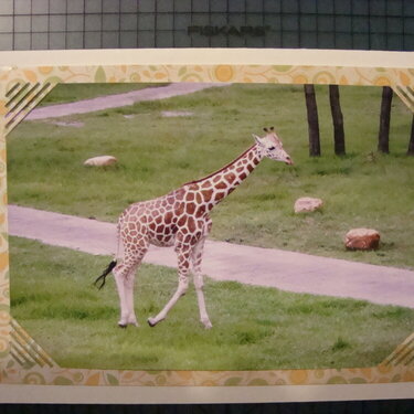Photo Card -- Giraffe