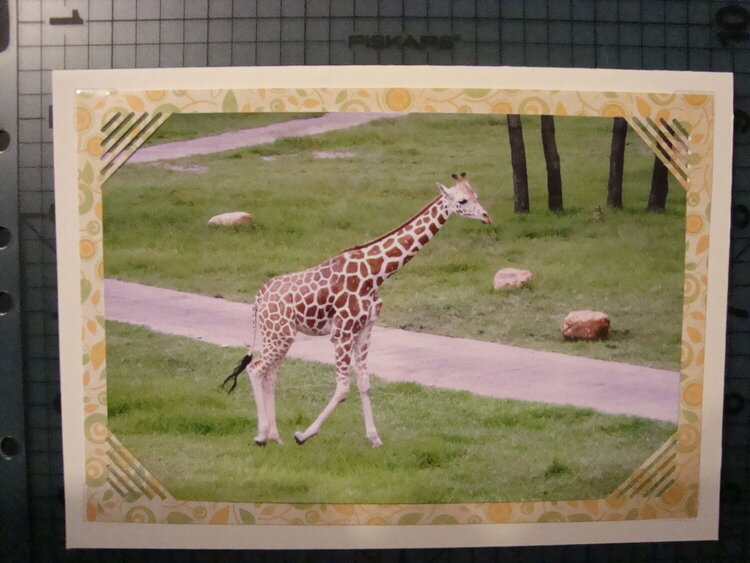 Photo Card -- Giraffe