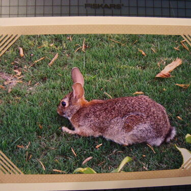 Photo Card--Wild Bunny