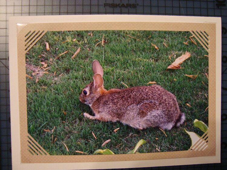 Photo Card--Wild Bunny