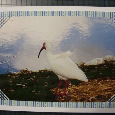 Photo Card -- Bird