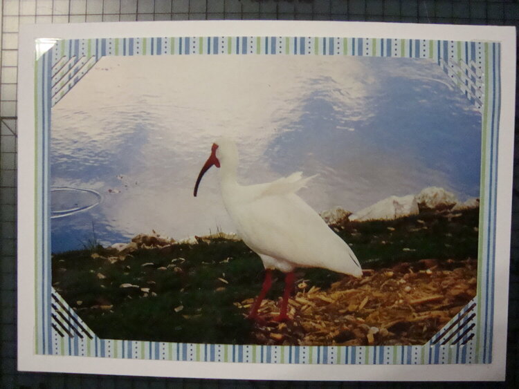 Photo Card -- Bird