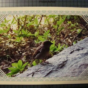 Photo Card -- Little Sparrow