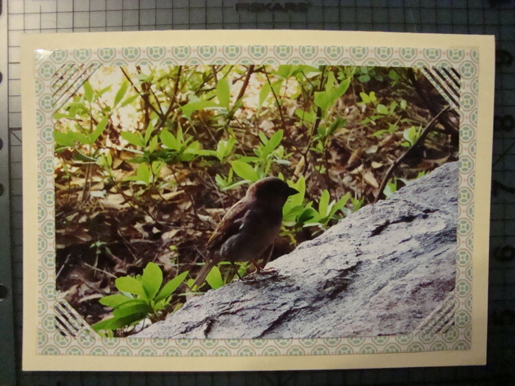 Photo Card -- Little Sparrow
