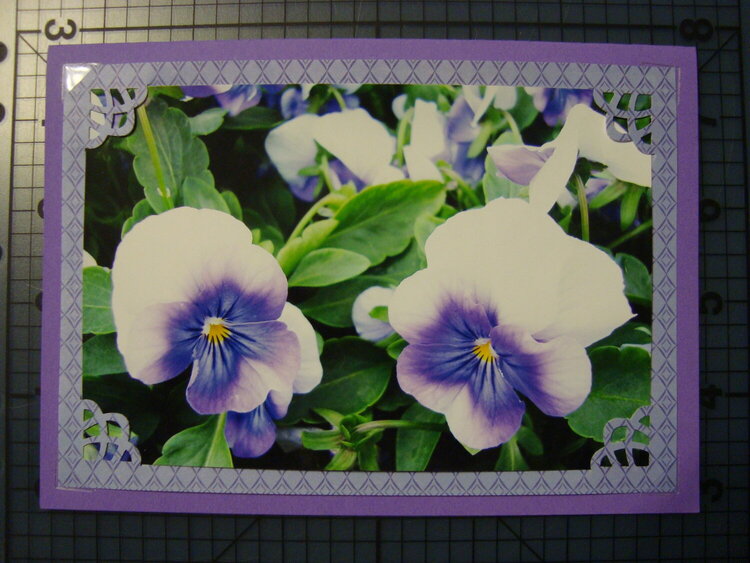 Photo Card -- Purple Pansies