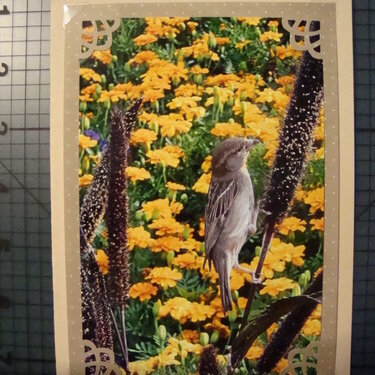 Photo Card -- Small Sparrow