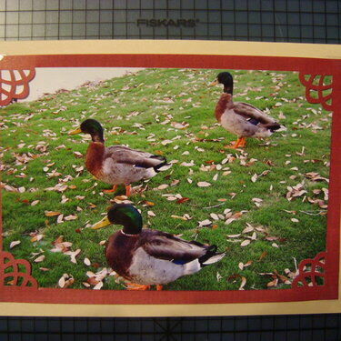 Photo Card -- Ducks, Ducks and More Ducks!!!