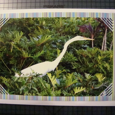 Photo Card -- Large White Bird
