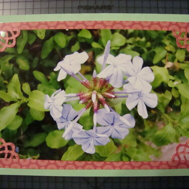 Photo Card -- Blue Plumeria