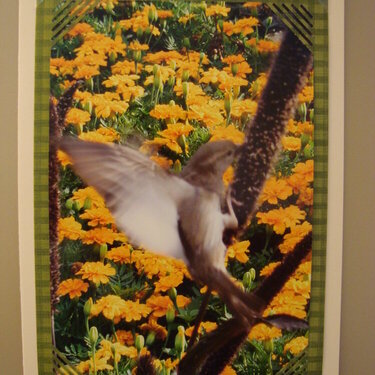 Photo Card -- Sparrow Eating Millet