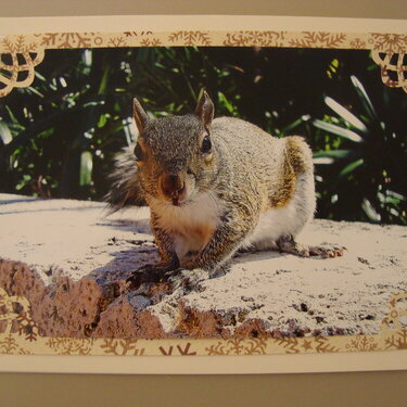 Photo Card -- Squirrel Close Up