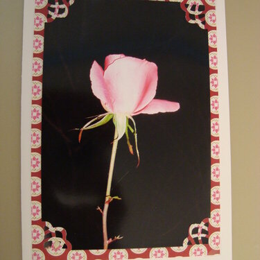 Photo Card -- Midnight Rose