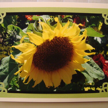 Photo Card -- Sunflower