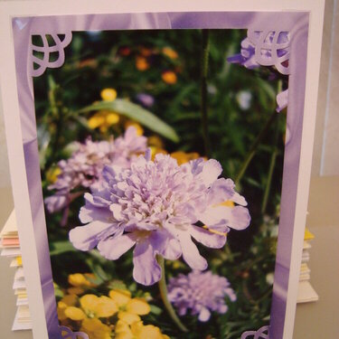 Photo Card -- Lavender Flower