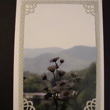 Photo Card -- Mountain Wildflowers