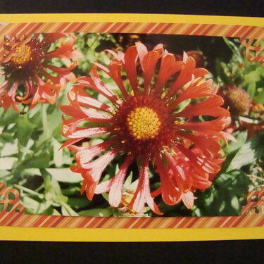 Photo Card -- Unusual Flower