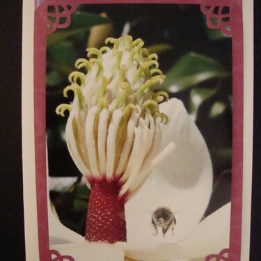 Photo Card -- Bee in Magnolia Blossom