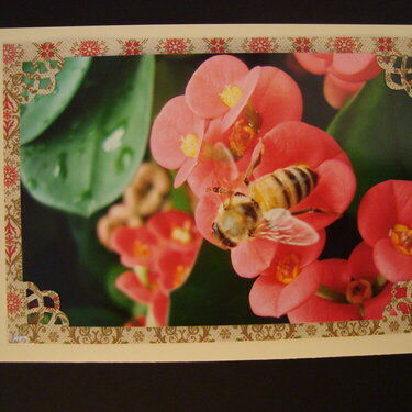 Photo Card -- Bee on Begonia