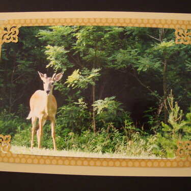 Photo Card -- Deer