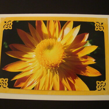 Photo Card -- Orange Flower