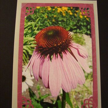 Photo Card -- Cone Flower