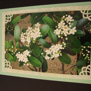 Photo Card -- White Flowers on Wall