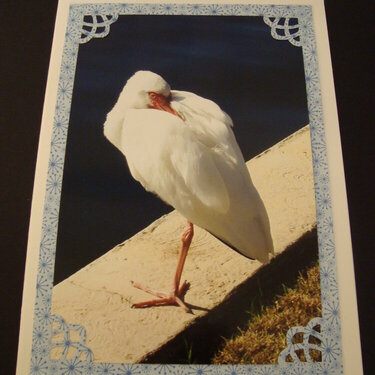 Photo Card -- Solitary Sleeping Bird