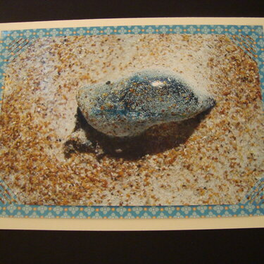 Photo Card -- Jelly Fish