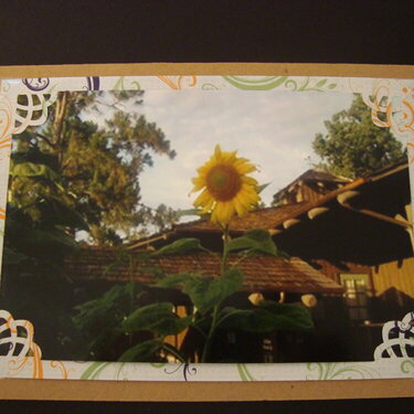 Photo Card -- Sunflower