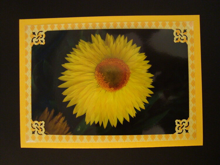 Flower Photo Card