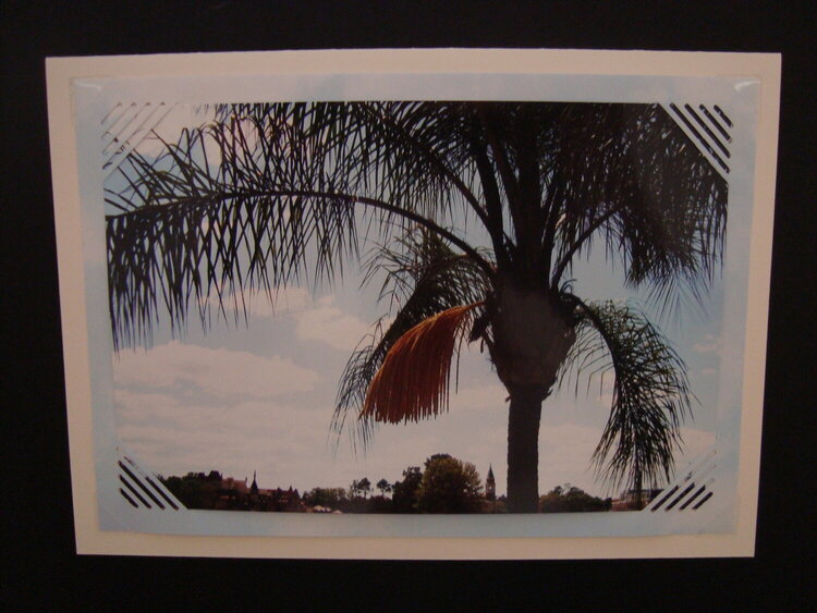 Palm Tree in Bloom Photo Card