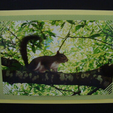 Photo Card -- Squirrel in Tree