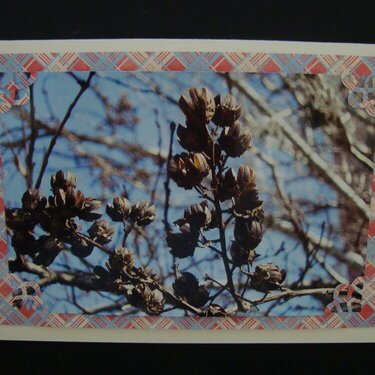 Photo Card -- Crepe Myrtle Seed Pods